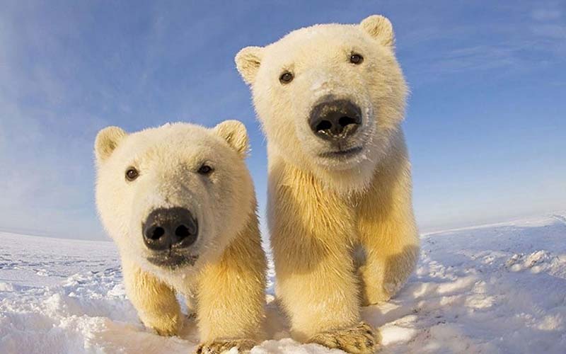 Arctic Ours Polaires