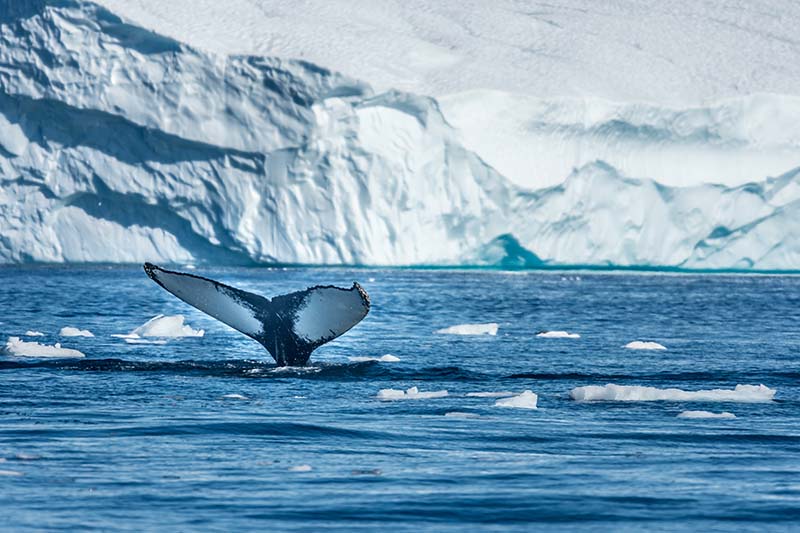 Arctic Baleine