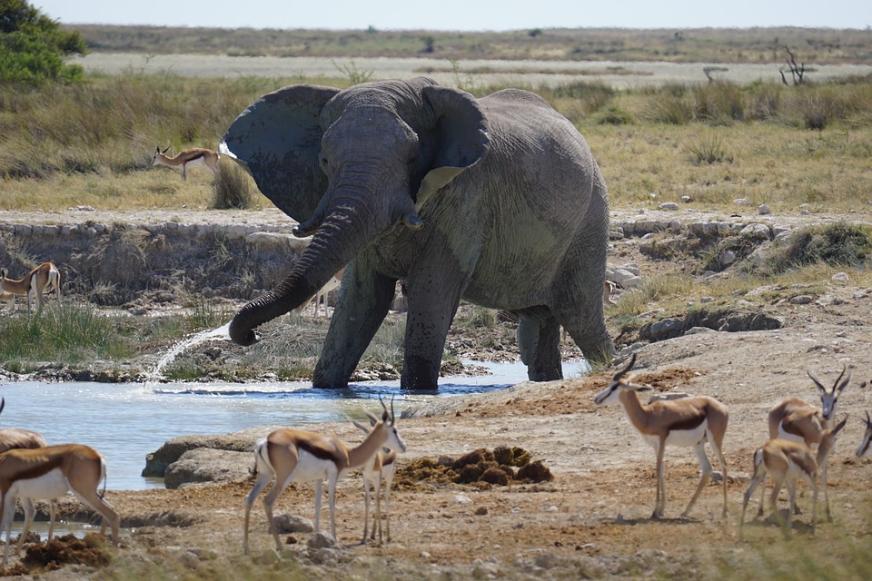 big five_gazelles et elelphants