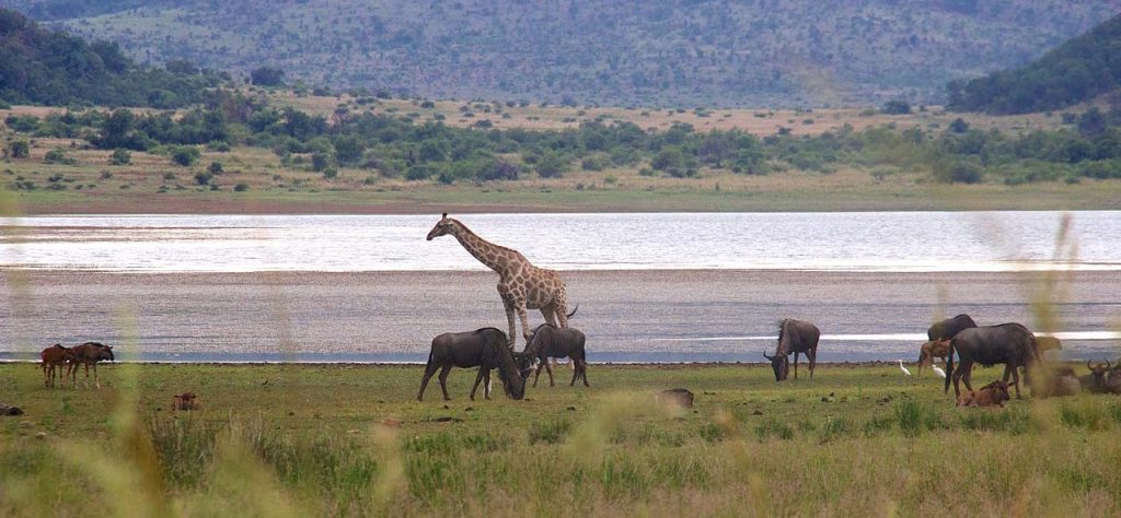 Pilanesberg_ National Park