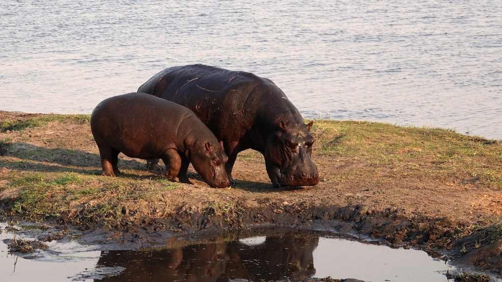 hippopotames en Afrique du Sud