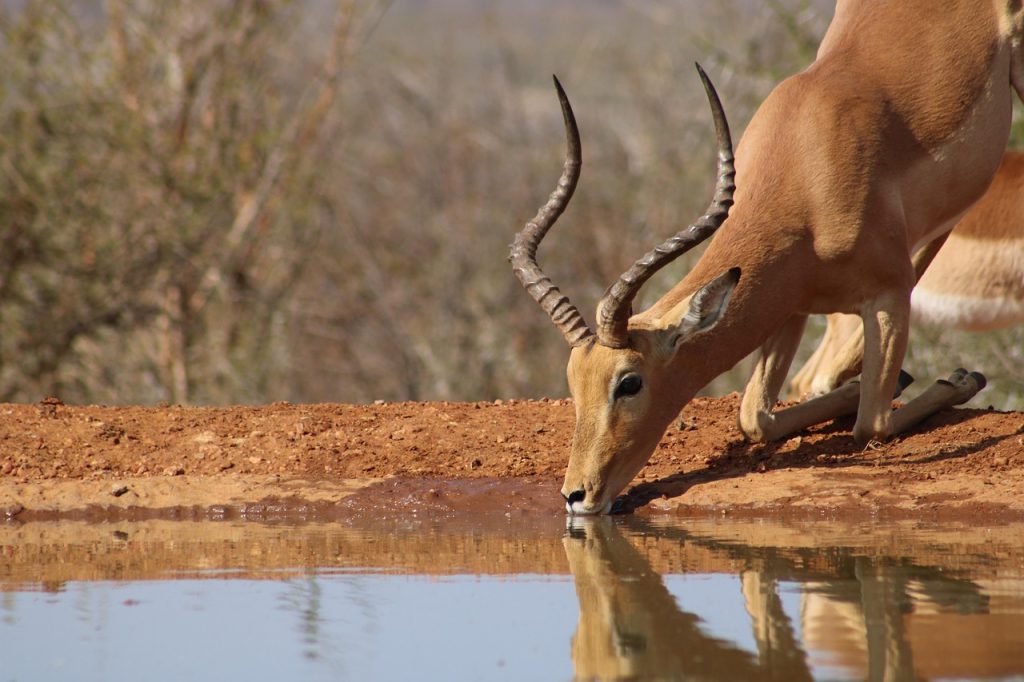 gazelle en Afrique du Sud