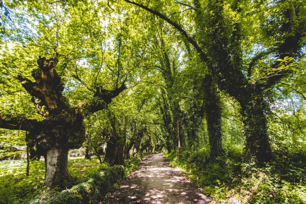 chemin de Compostelle sous les arbres