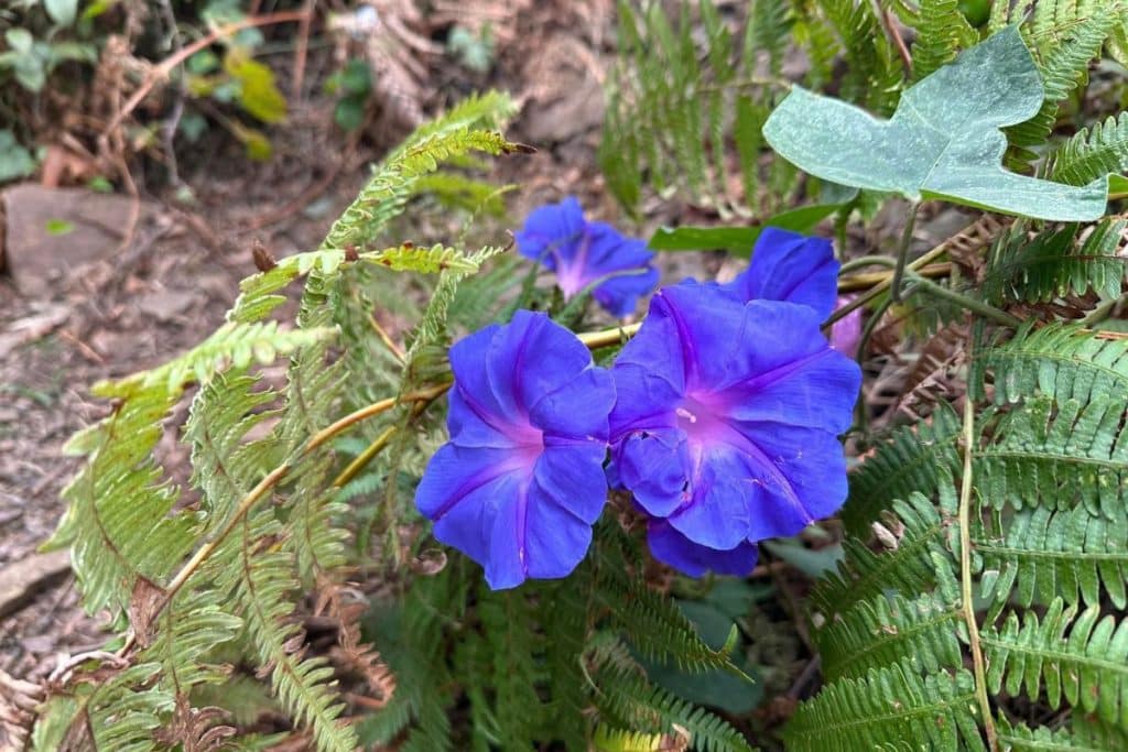 Gloires du matin à Madère
