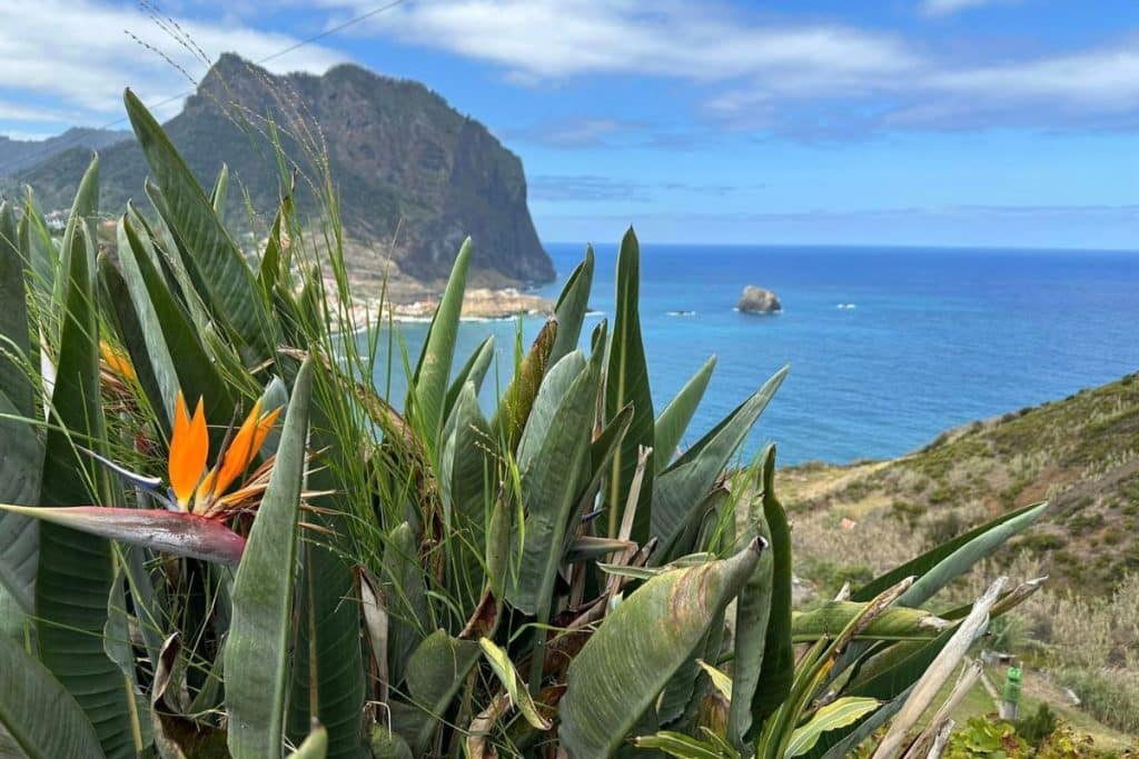 Oiseau du paradis sur l'Ile de Madère