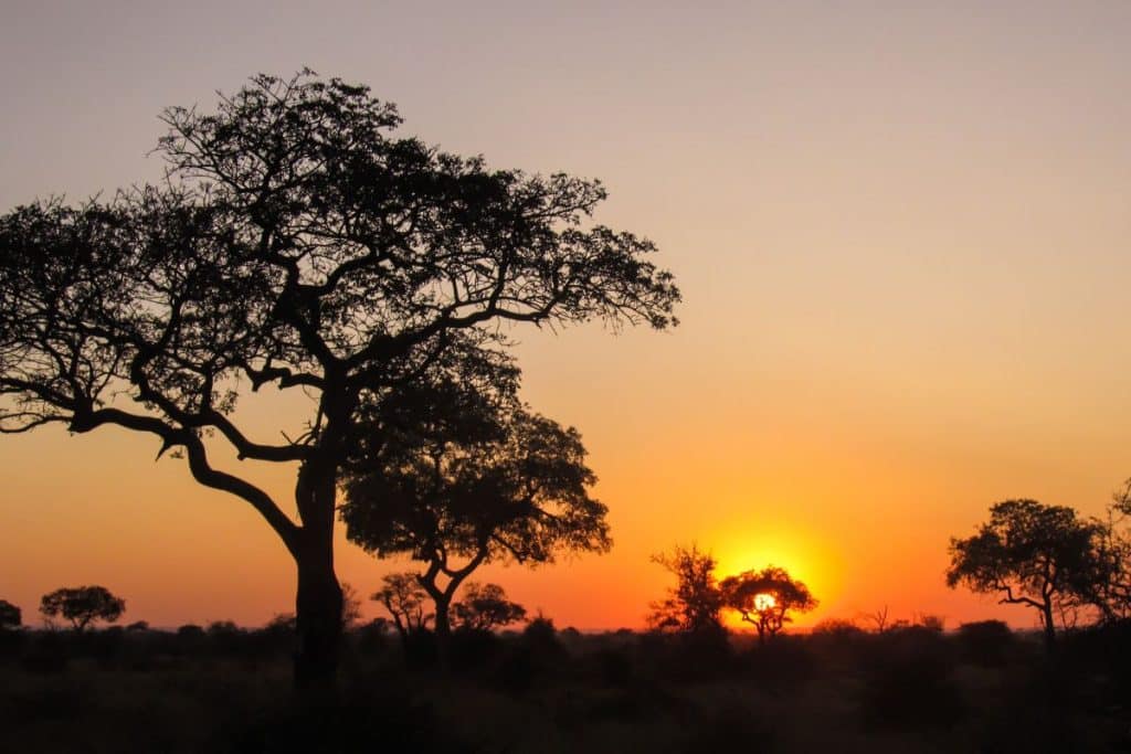 Safari en Afrique du Sud