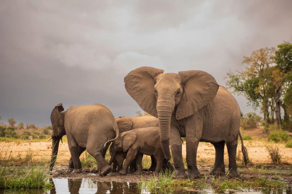 Safari en Afrique du Sud