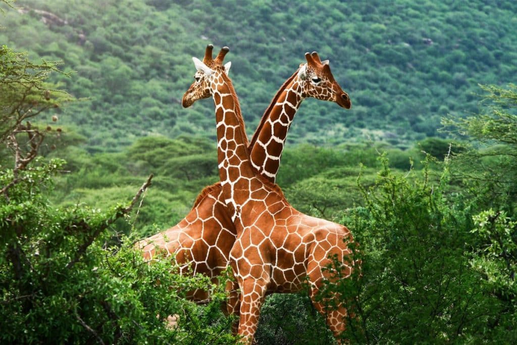Safari en Afrique du Sud