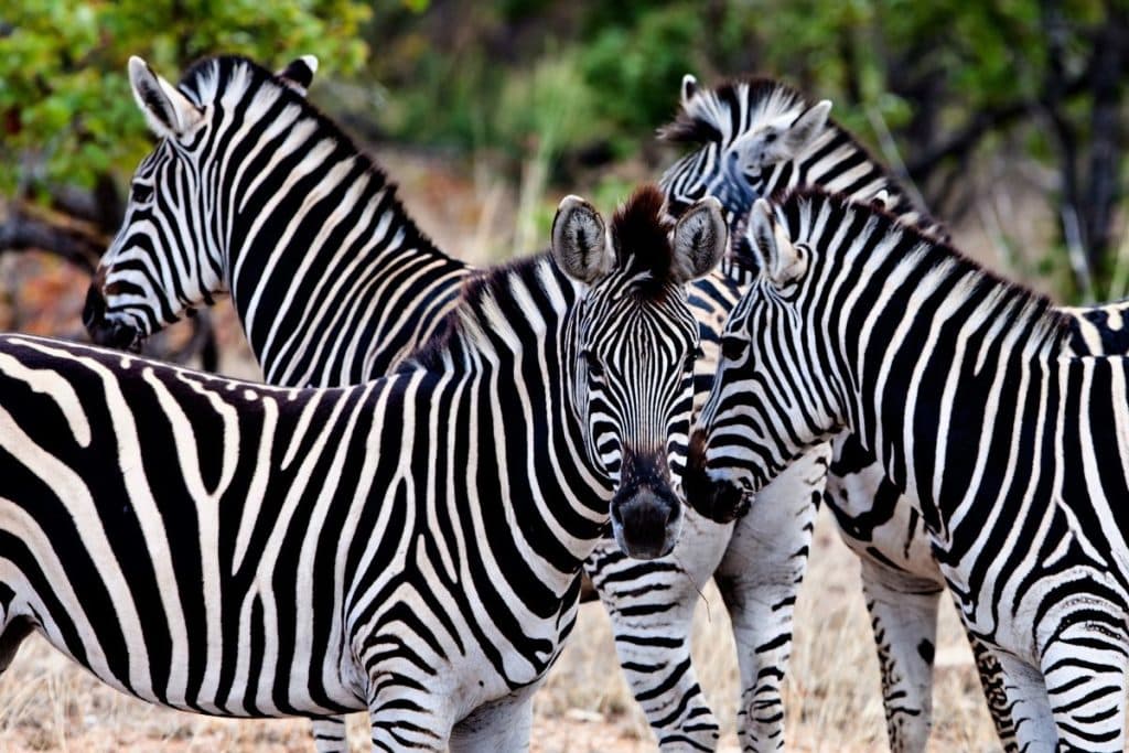 Safari en Afrique du Sud