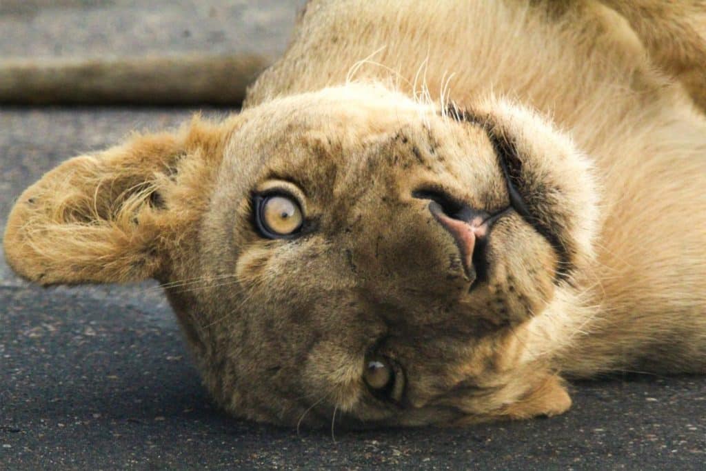 Safari en Afrique du Sud