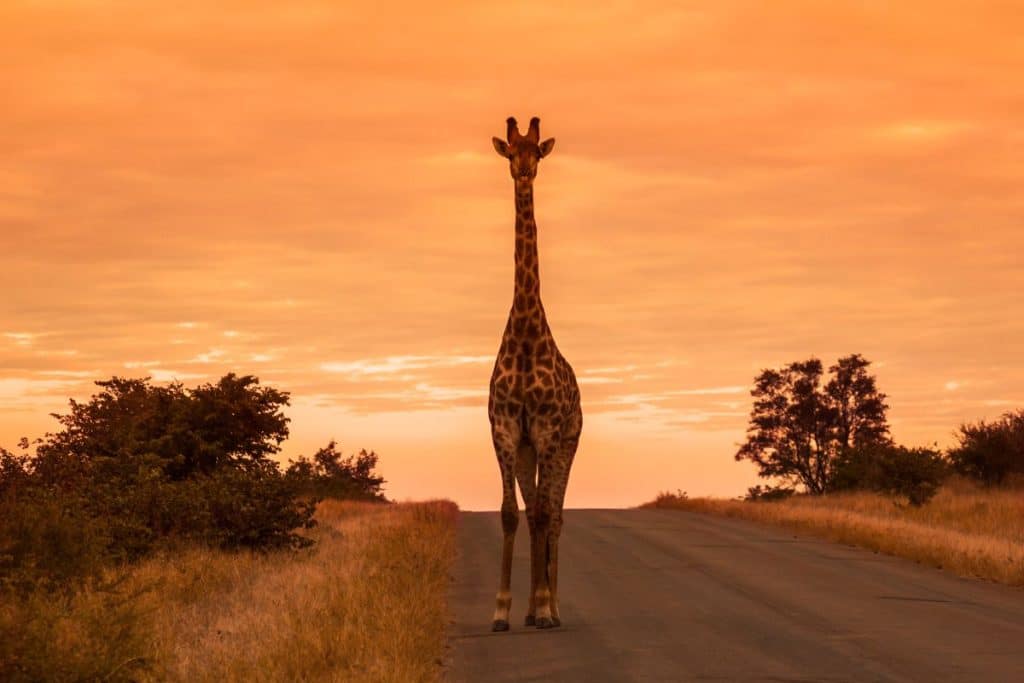 Safari en Afrique du Sud