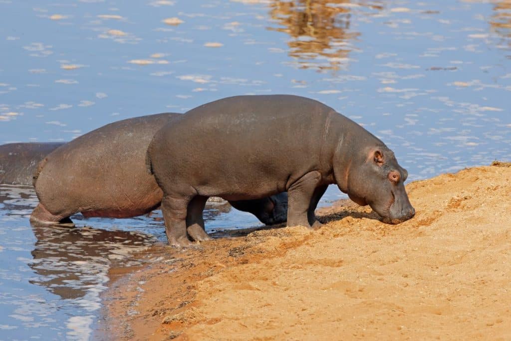 Safari en Afrique du Sud